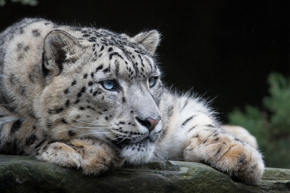 Snow leopard